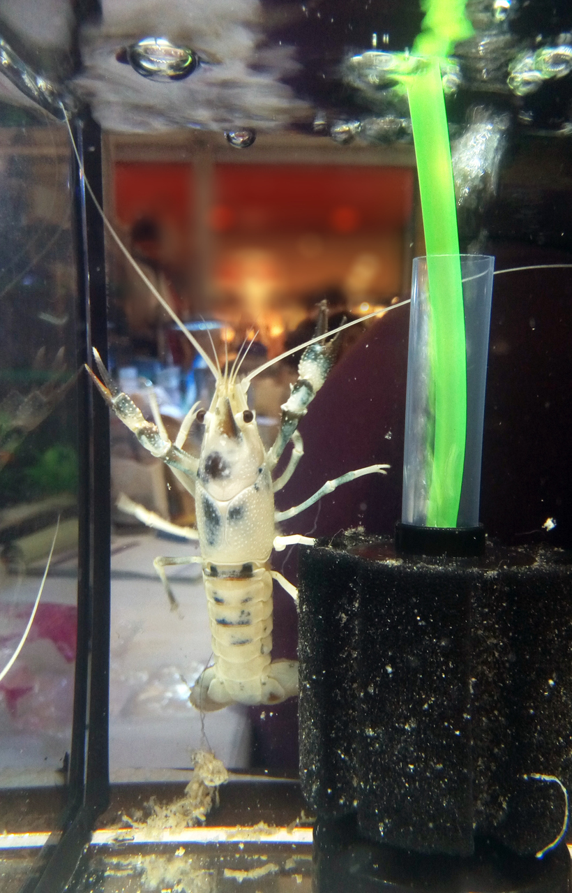 Dwarf Crayfish Care Guide: A Complete Fact Sheet, Breeding, & Behavior