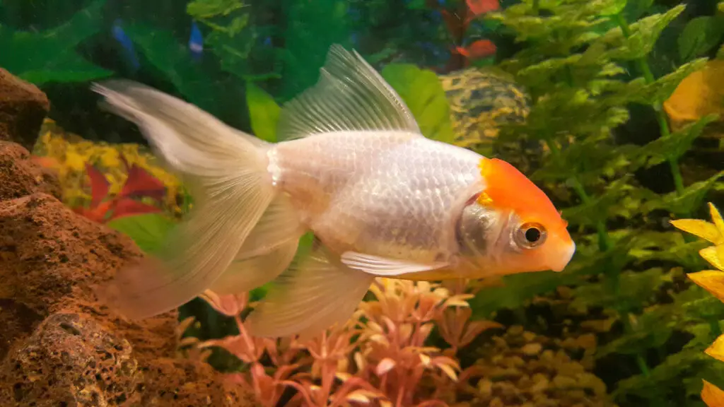 goldfish turning white