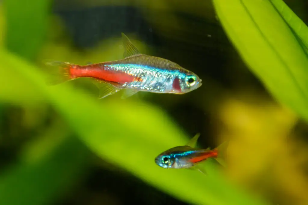 best fish for 5 gallon tank