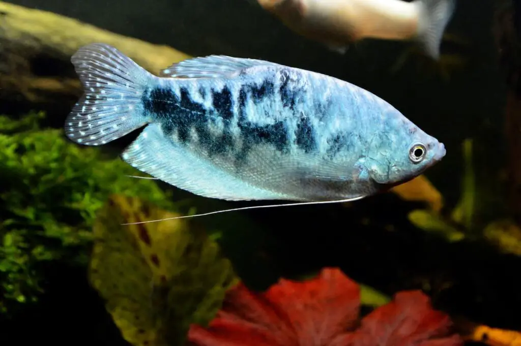 Opaline Gourami swimming