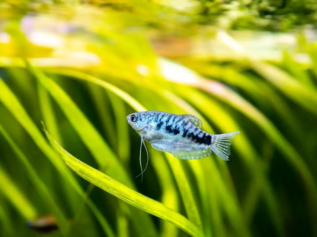 Opaline Gourami with grass