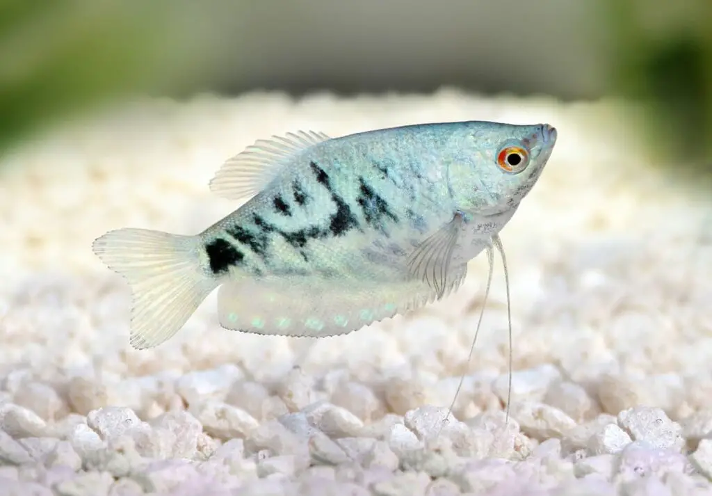 Opaline Gourami close up