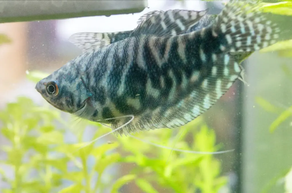 Opaline Gourami together