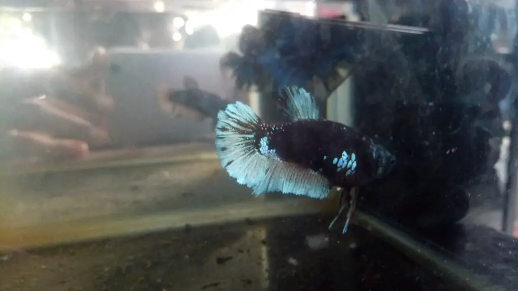 Mask Betta