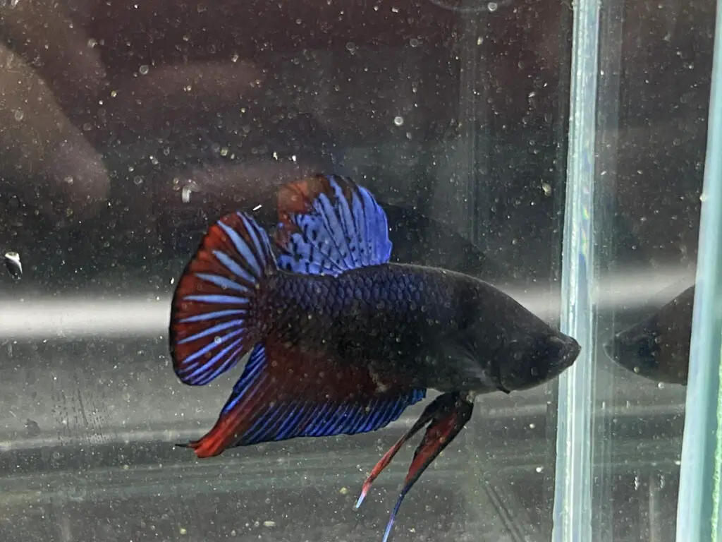 MELANO BETTA