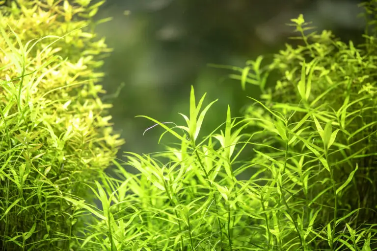 Best Aquarium Grass: Top 8 Picks And Care Guides For Your Tank