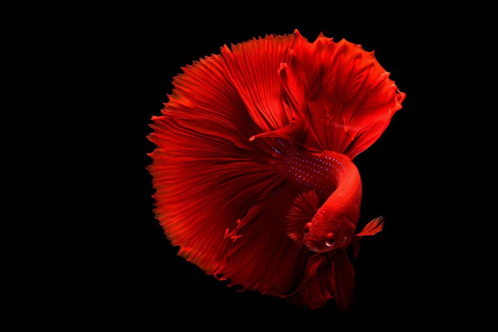 red betta