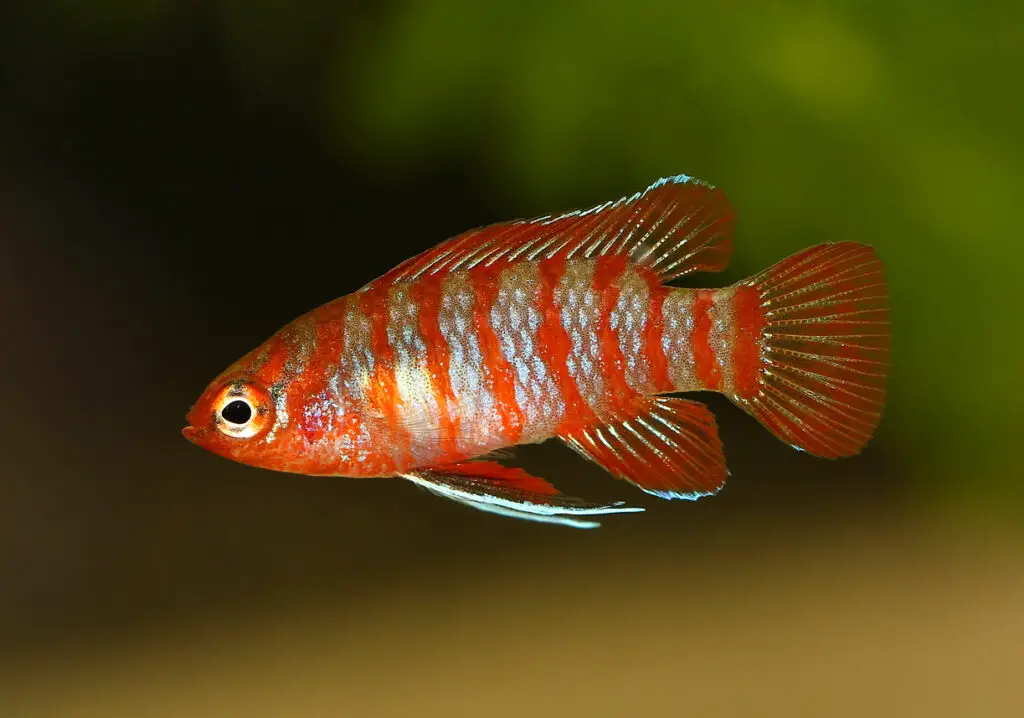 Scarlet badis - best fish for 5 gallon tank