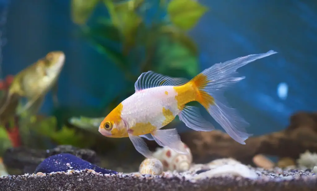 white and orange goldfish - goldfish turning white