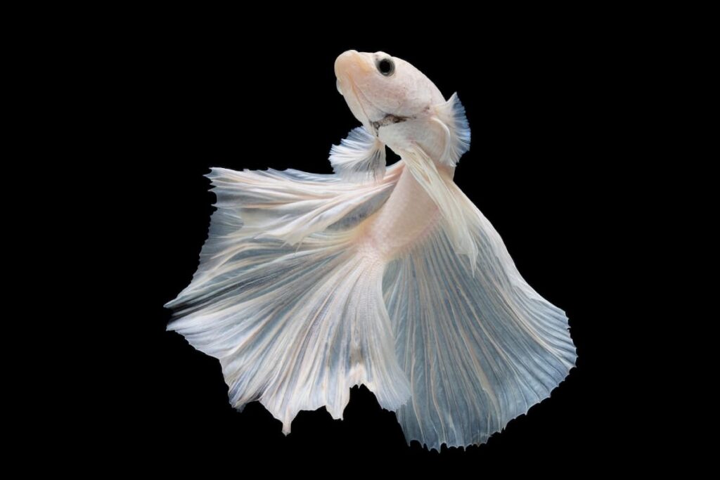 white betta