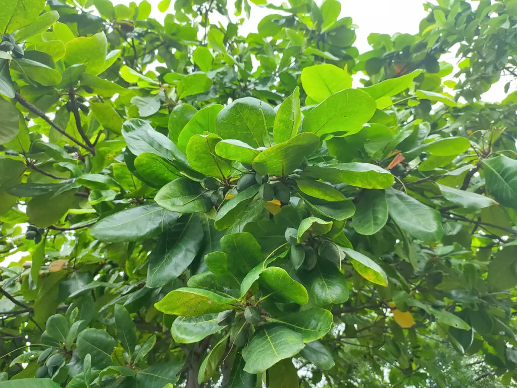 wild indian almond leaves