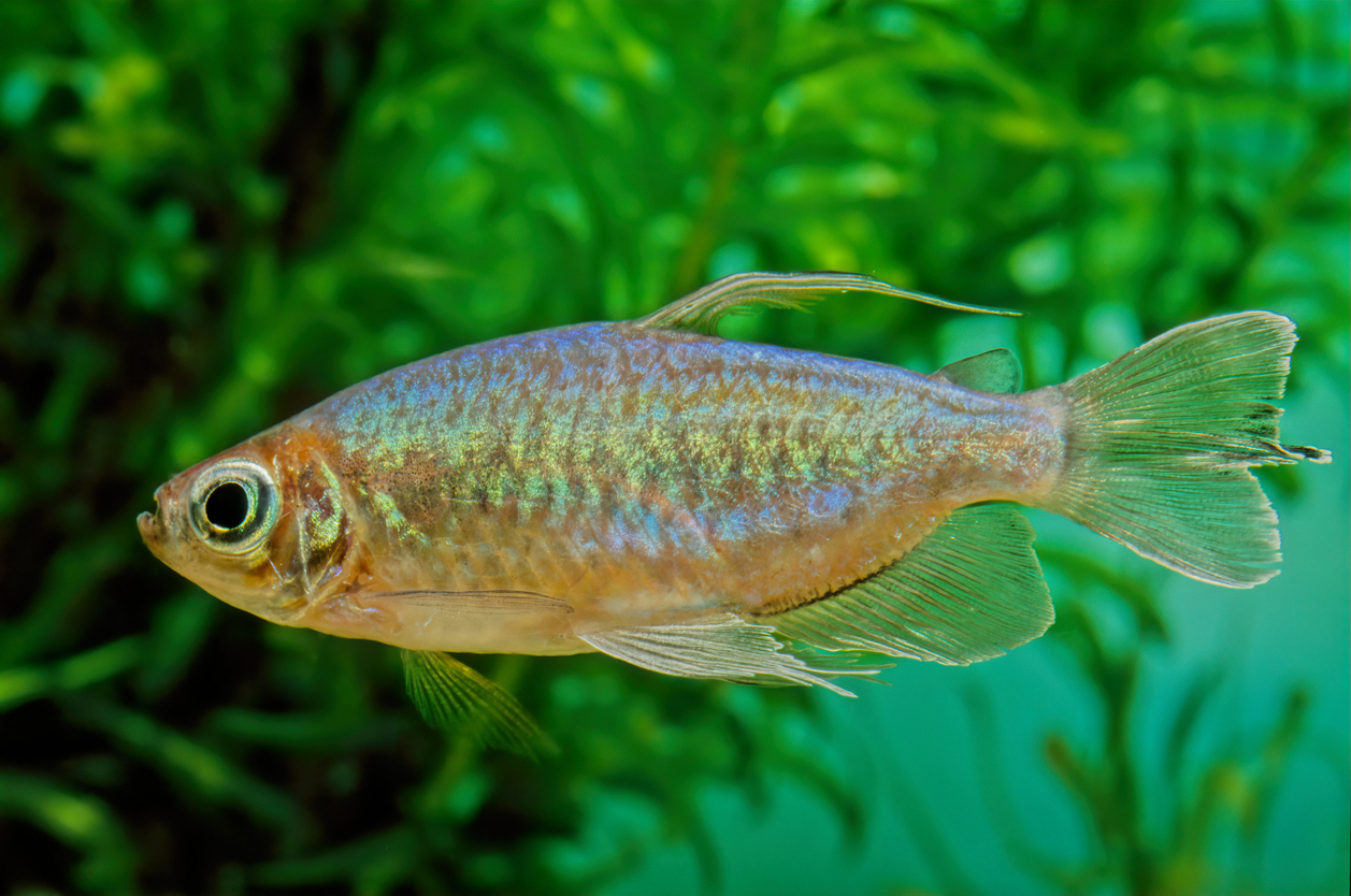 Types of Tetras: Top 35 Species with Fact Sheets & Care Guides