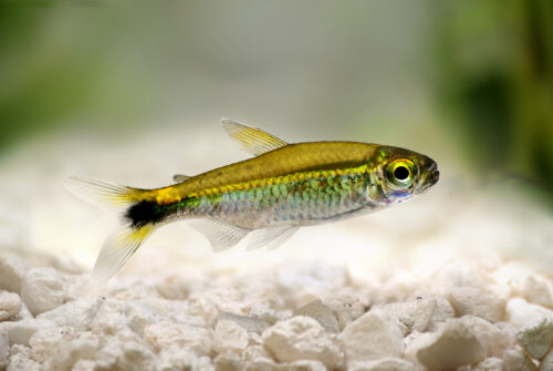 Types Of Tetras: Top 35 Species With Fact Sheets & Care Guides