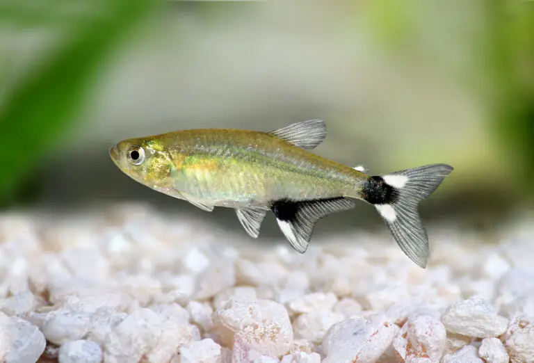 Types Of Tetras: Top 35 Species With Fact Sheets & Care Guides