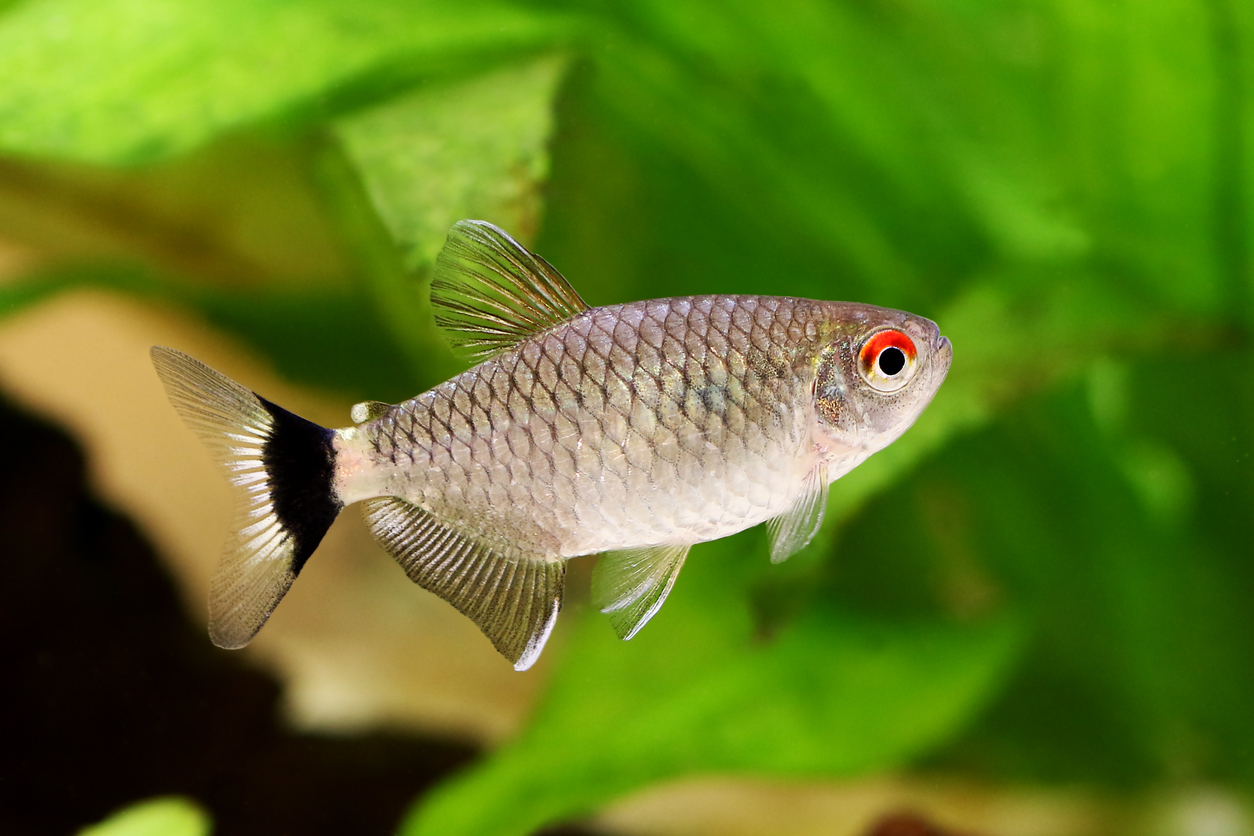 Types of Tetras: Top 35 Species with Fact Sheets & Care Guides