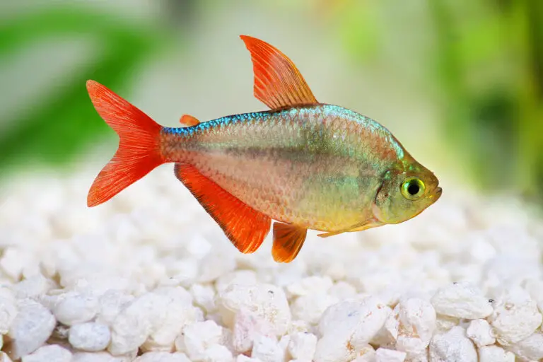 Types Of Tetras: Top 35 Species With Fact Sheets & Care Guides