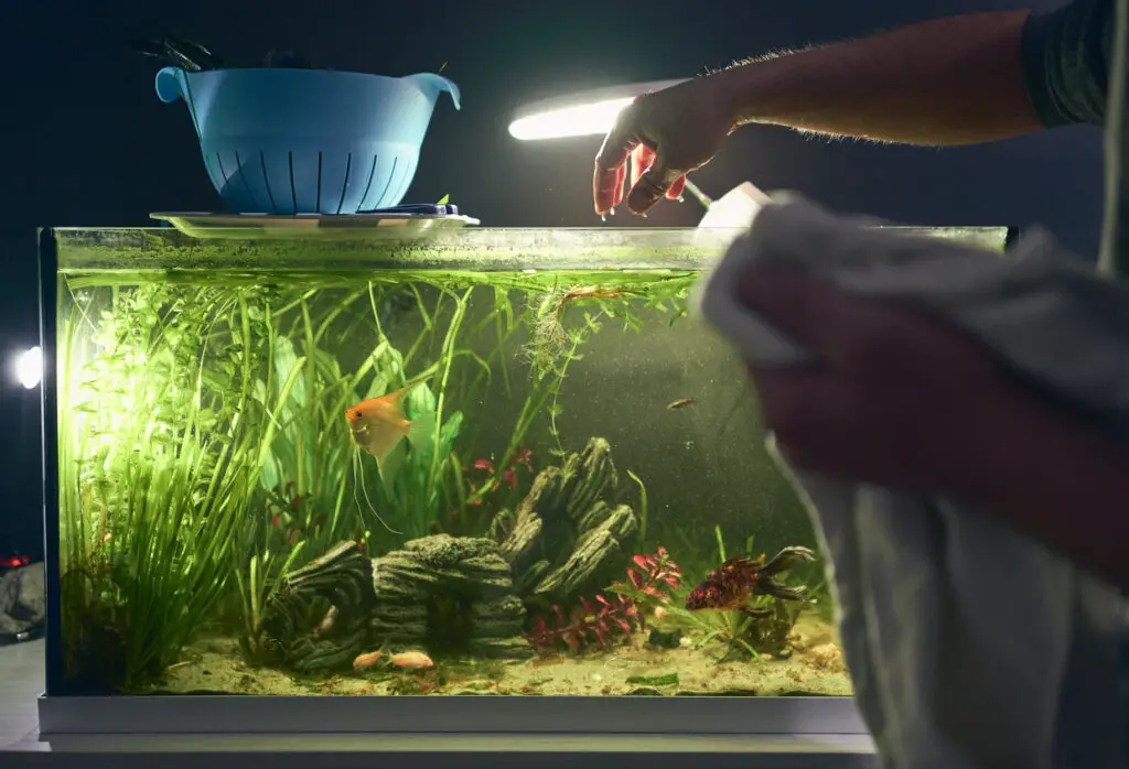 detail of man's hand coming out of the aquarium during his cleaning. Household chores concept