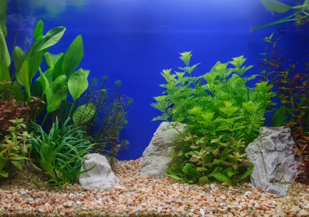 Aquascaping of the planted aquarium - substrate for planted tanks