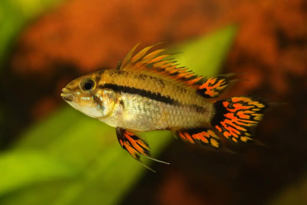 Cockatoo Dwarf Cichlid aquarium fish Apistogramma cacatuoides