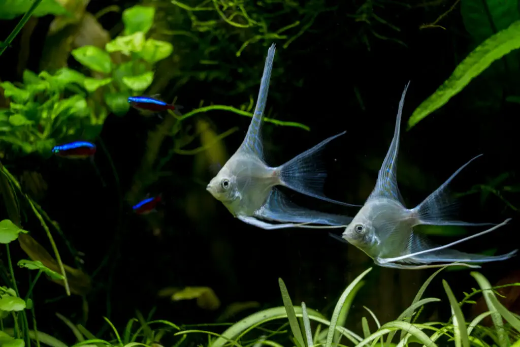 Fresh water planted aquarium with silver angelfish