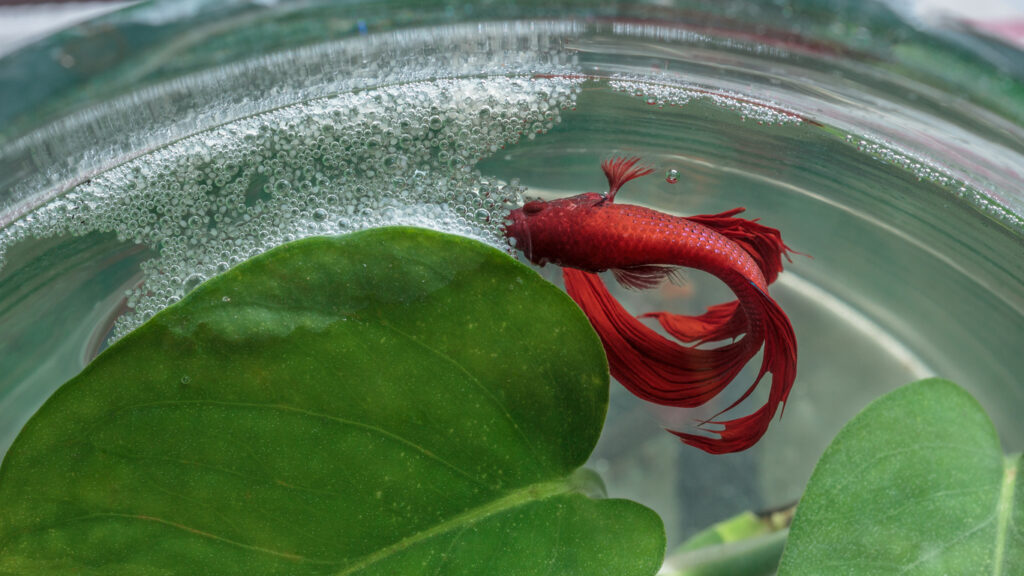 Male red Siamese fighting fish and bubble nest .