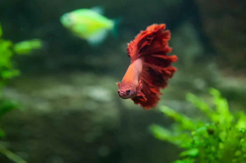 Red betta fish in a beautiful aquarium