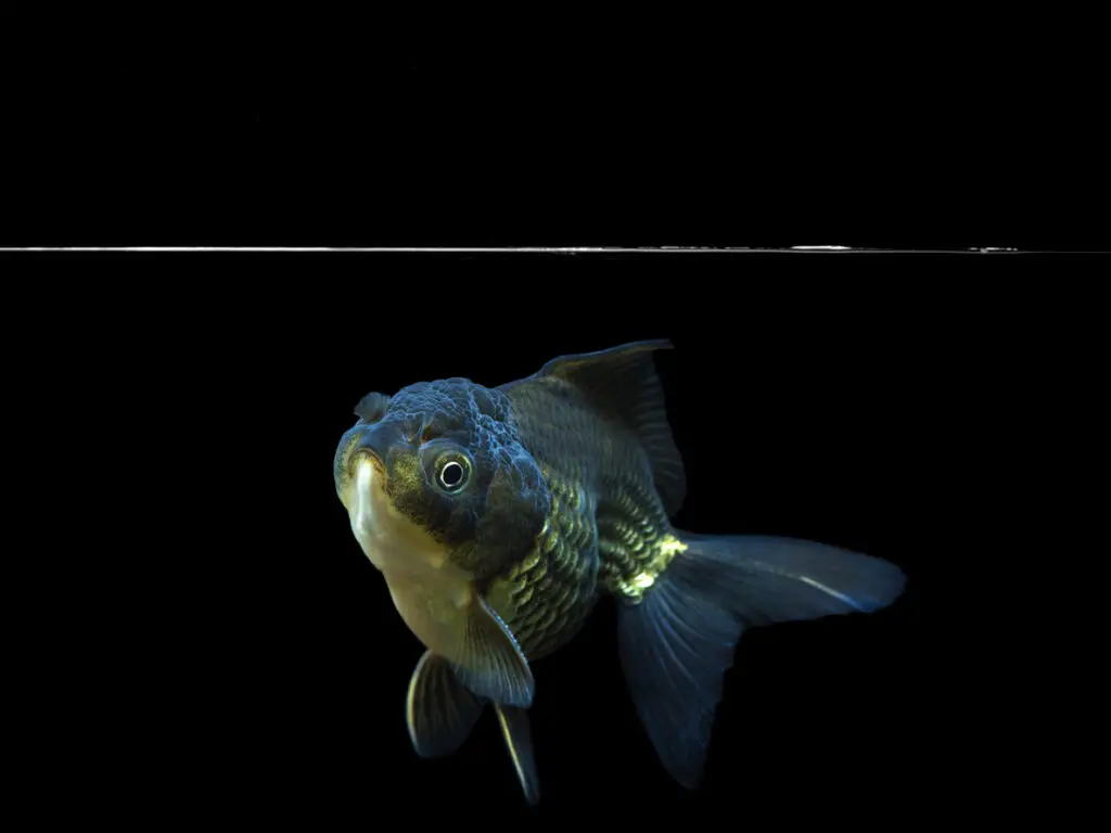 black and blue goldy