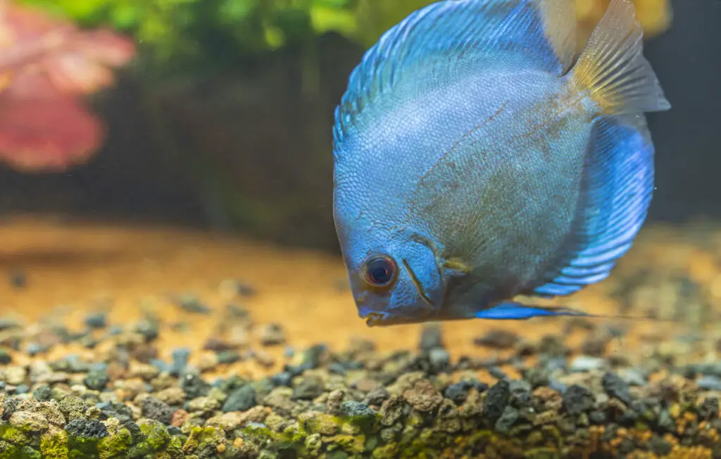 Close up view of gorgeous blue diamond discus aquarium fish isolated. Hobby concept. Sweden.