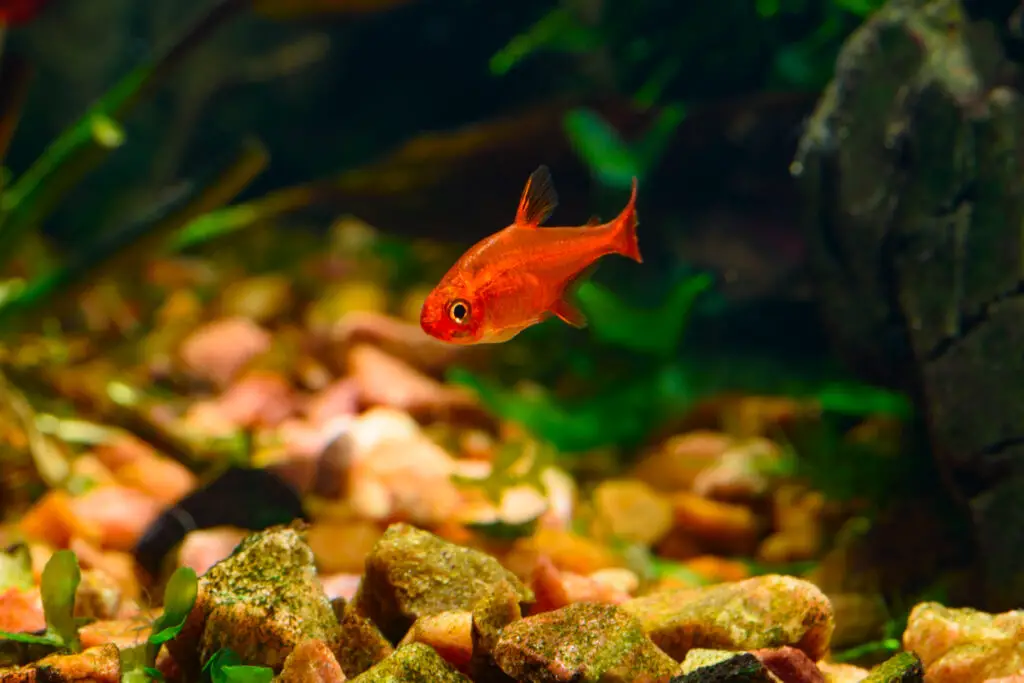 Small beauty Ember Tetra