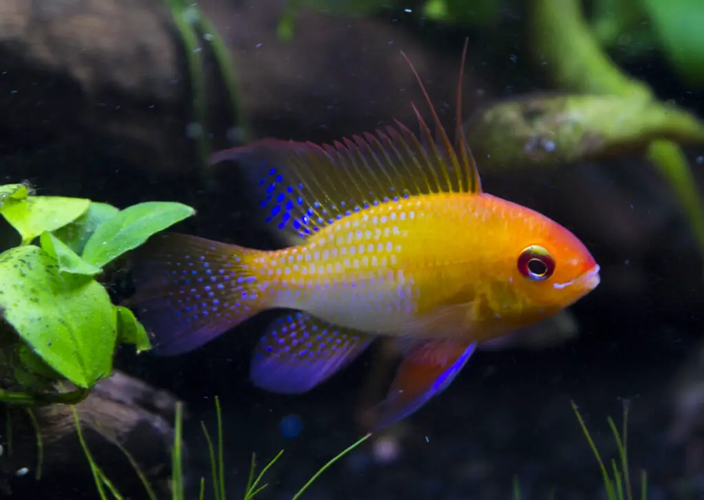 Mikrogeophagus ramirezi, gold ramirezi