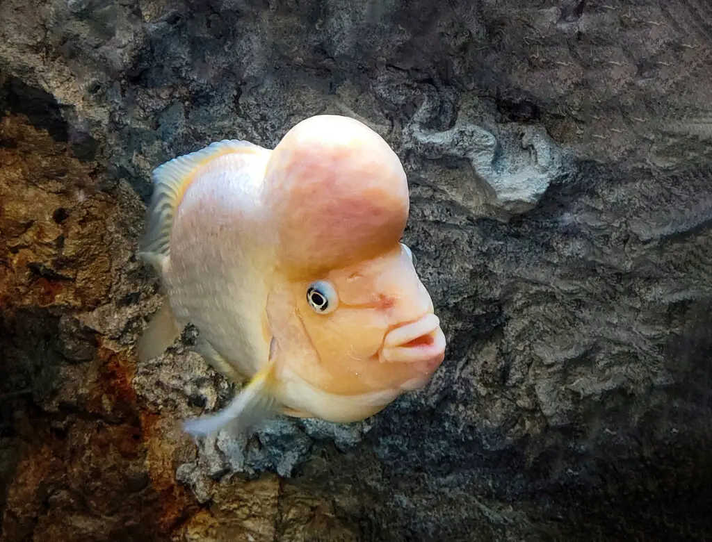pale peach fish swimming near rocks