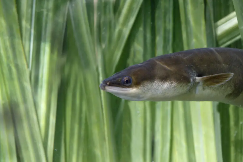 freshwater eels