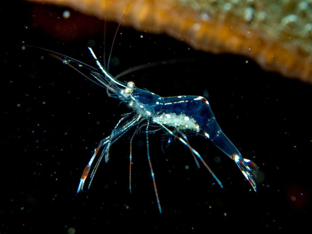 Ghost shrimp with eggs