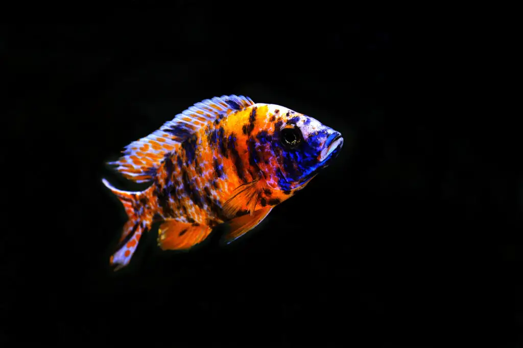 Aulonocara ob african cichlid fish