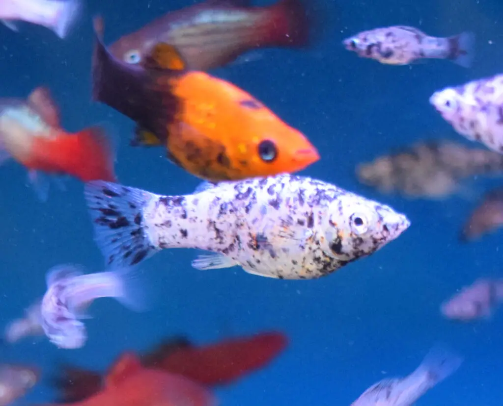 two fish in aquarium