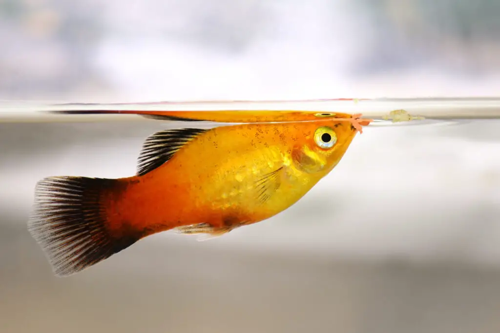 orange and black fish