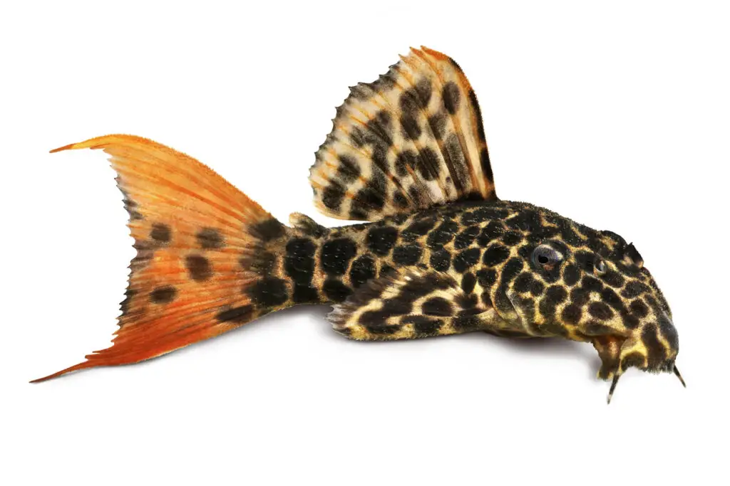 Leopard Cactus Pleco aquarium fish	Pseudacanthicus leopardus