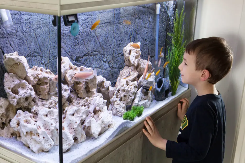 kid looking at fish tank