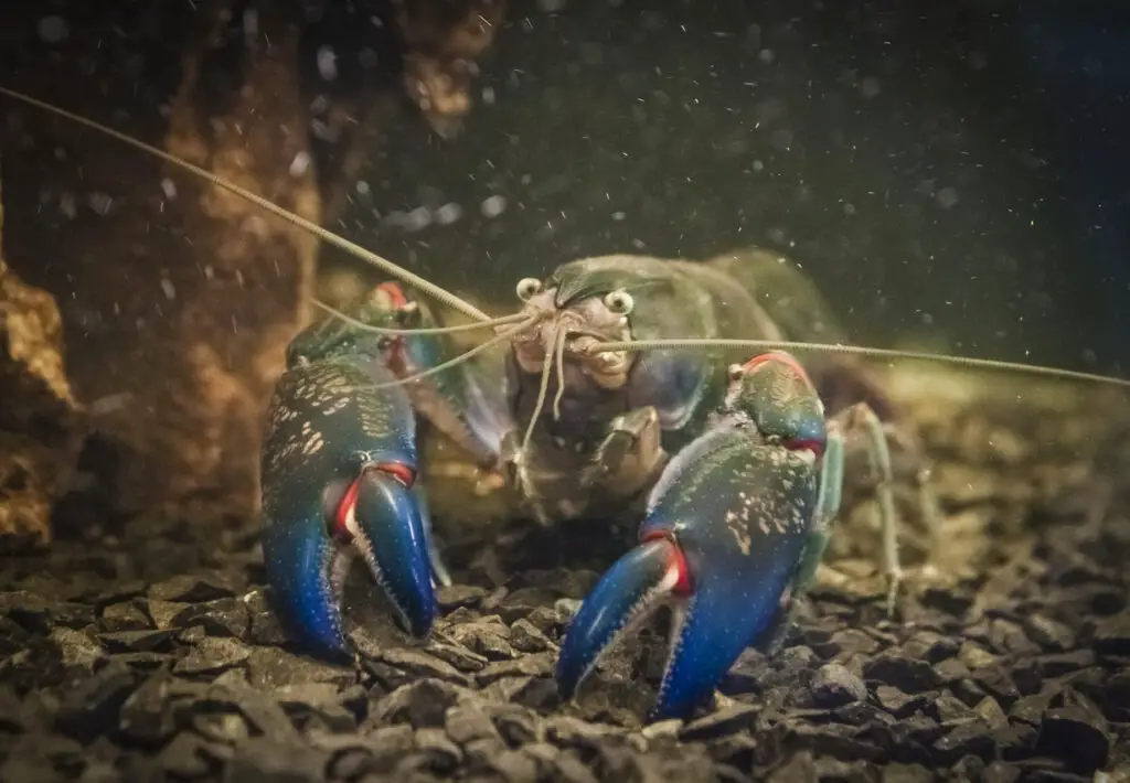 Blue crayfish in the aquarium