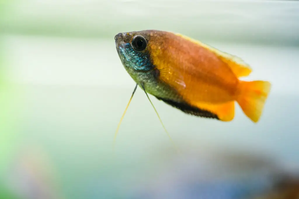 Honey gourami Trichogaster chuna tropical aquarium fish in fish tank. Colorfull male fish.