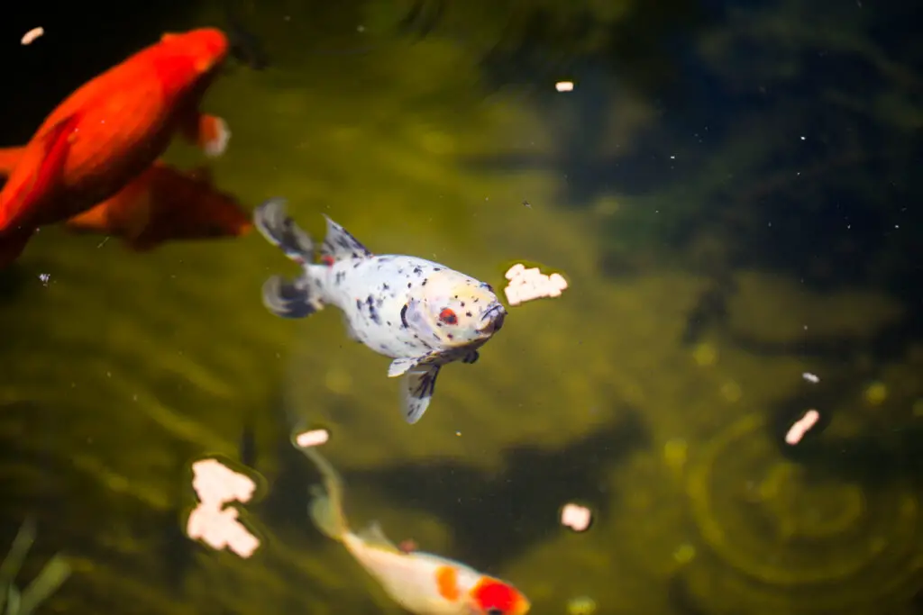 fish in pond